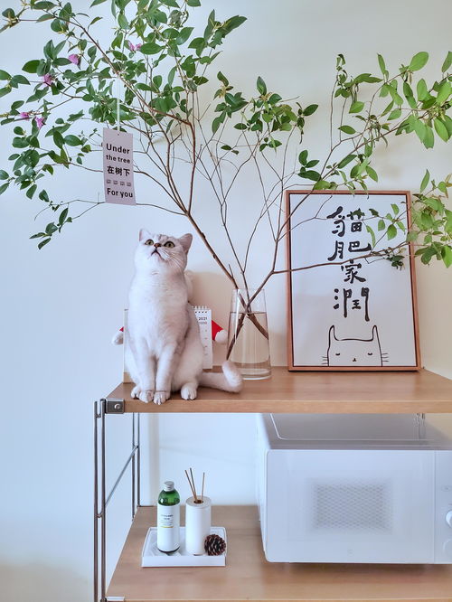 寵物用品如何收納？規劃整理師教你巧用寵物衣架