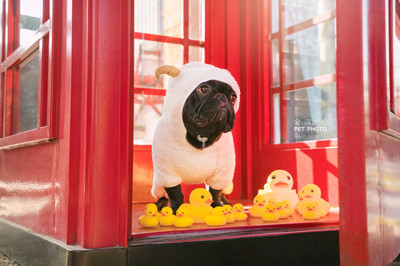 寵物攝影師喵喵萌與寵物衣架 打造萌寵時(shí)尚大片